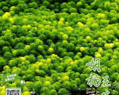 认识金鱼藻（生态特征、栽培技巧和药用价值）