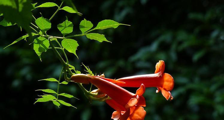 不宜在家中种植凌霄花（毒性强、易引发过敏，了解凌霄花的危害）