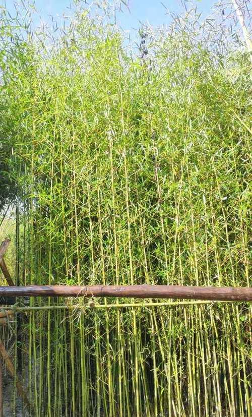 如何种植健康的刚竹？（刚竹种植的方法与技巧）