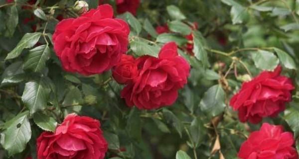 如何成功养殖刺玫瑰花（从选地到修剪，一步步教你打造美丽花园）
