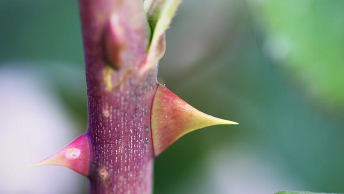 如何成功养殖刺玫瑰花（从选地到修剪，一步步教你打造美丽花园）
