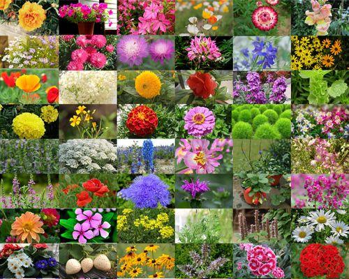多年生花卉种子的种植和管理（打造优美的多年生花卉园林，选择适宜的种子至关重要）