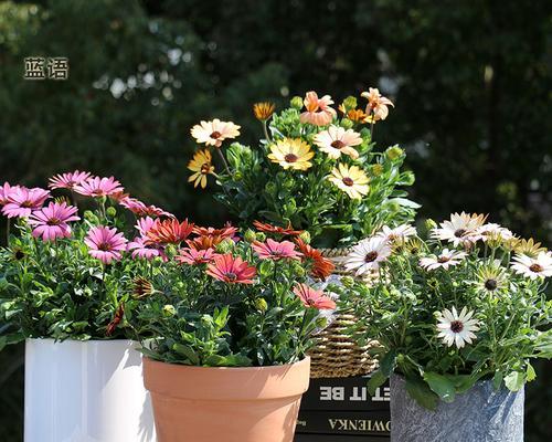 菊花盆栽的养护方法（打造美丽庭院，从菊花盆栽开始）