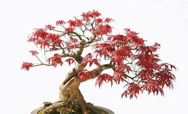 红枫盆景的养护方法（打造盆景之美，让红枫常青）