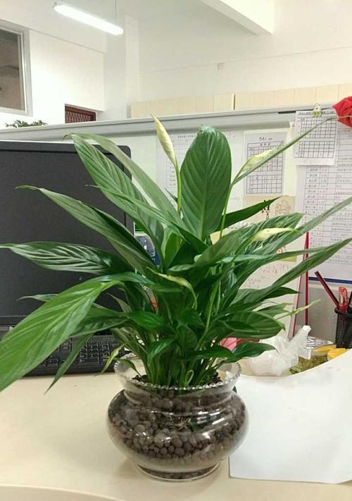居家养护绿植指南（打造宜居空间，选择适合室内的绿植）