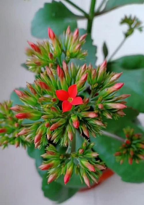 凤尾长寿花的种植和养护方法（美丽的凤尾长寿花，种植技巧和注意事项全掌握）
