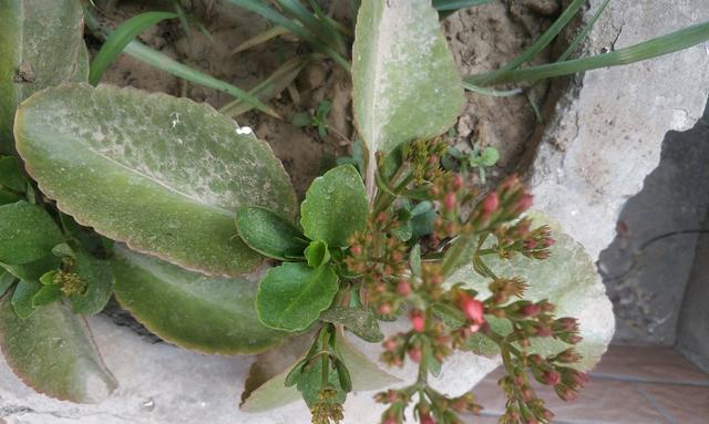 凤尾长寿花的种植和养护方法（美丽的凤尾长寿花，种植技巧和注意事项全掌握）
