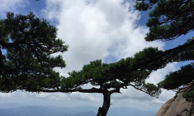 松树的外形特征剖析（探索松树的形态、叶、花、果实及树皮等特征）