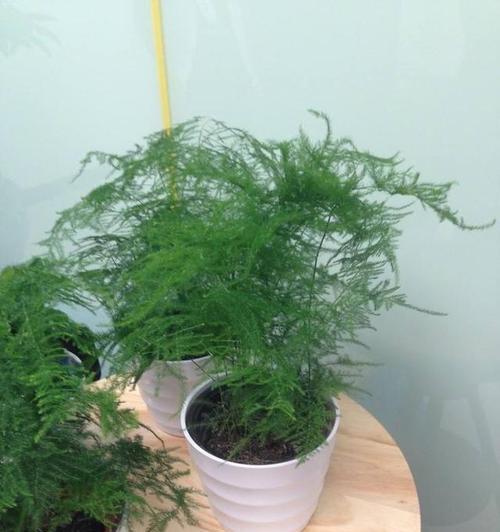 文竹的分株方法（简单易行的文竹分株技巧）