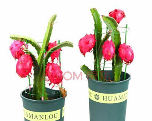 火龙果树盆栽怎么养？养护秘籍全解析（从选择盆土到病虫害防治，打造属于你的火龙果小世界）