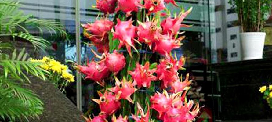 火龙果树盆栽怎么养？养护秘籍全解析（从选择盆土到病虫害防治，打造属于你的火龙果小世界）