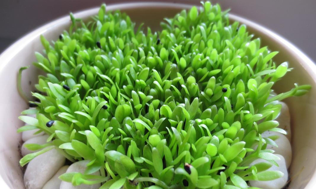 火龙果树盆栽怎么养？养护秘籍全解析（从选择盆土到病虫害防治，打造属于你的火龙果小世界）