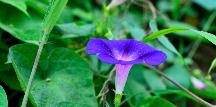 牵牛花冬天在室外能否存活？（探究牵牛花的耐寒性及防寒措施）