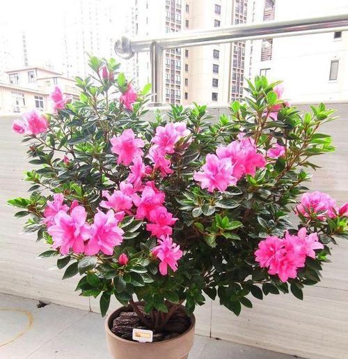 杜鹃花的开花习性（一年开几次？如何照顾？）