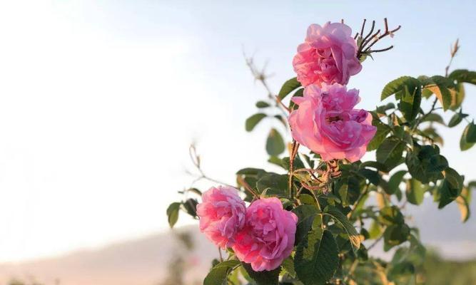 玫瑰花种植的全面指南（从选择品种到土壤养护，让您轻松种出美丽的玫瑰花园）