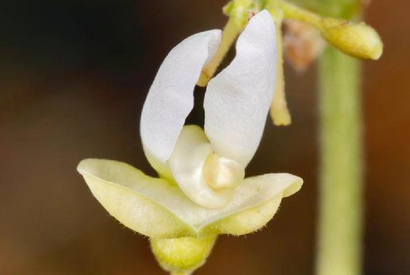 常见豆科植物大盘点（分类、特点及应用）