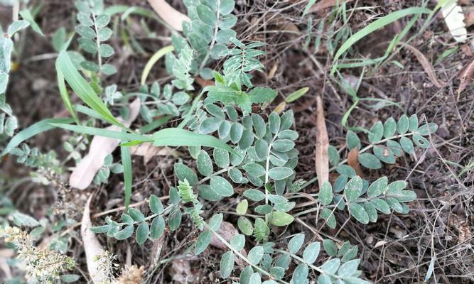 常见豆科植物大盘点（分类、特点及应用）