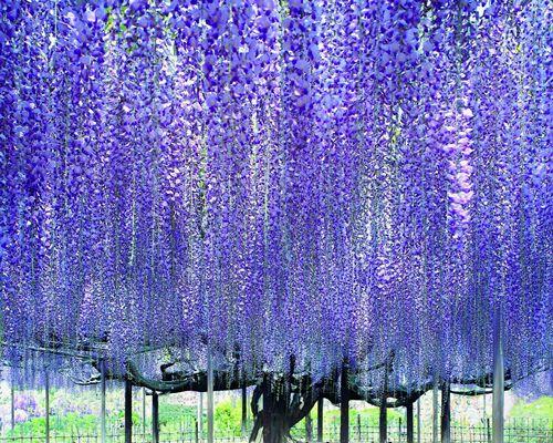 如何成功种植紫藤花（让你的庭院充满紫色的秘密）