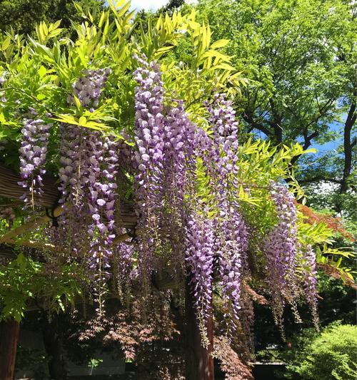 如何成功种植紫藤花（让你的庭院充满紫色的秘密）
