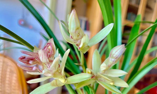 兰花种植技术教程（轻松掌握兰花种植的基本技巧）