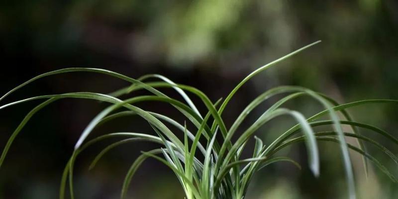 兰花种植技术教程（轻松掌握兰花种植的基本技巧）