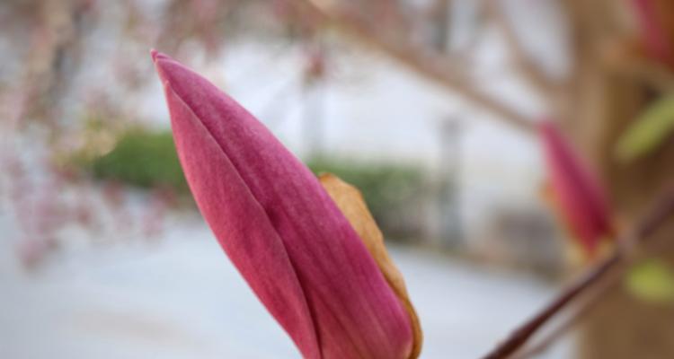 探秘玉兰花的美丽之谜（一朵花的传奇——来自中国的玉兰花）