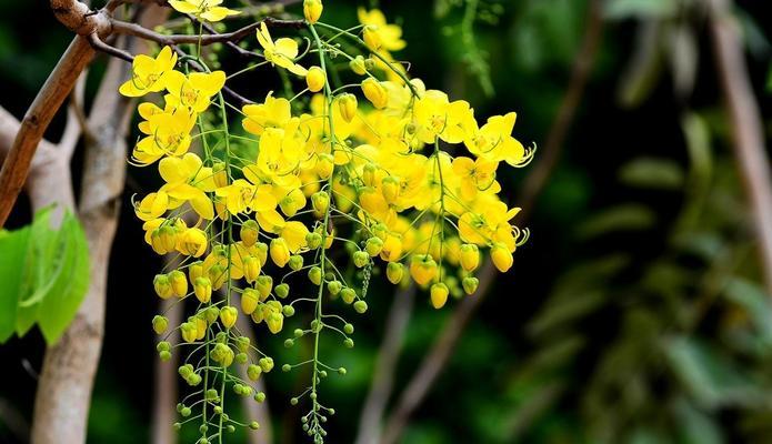 泰国国花金链花（从传说到现实，探秘泰国国花金链花的美丽与神秘）