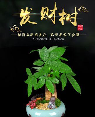 发财树品种大全（探寻各类发财树的特点与生长环境）