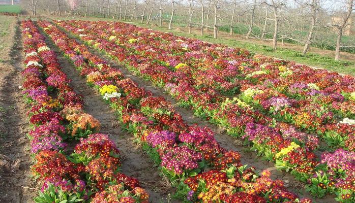 花卉种植指南（掌握各种花种的生长习性，实现美丽花园的梦想）