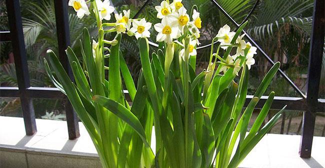 花卉种植指南（掌握各种花种的生长习性，实现美丽花园的梦想）