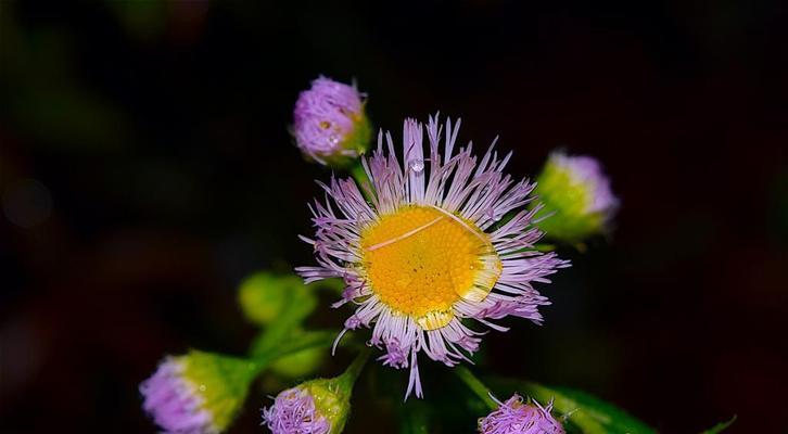 盘点春季盛开的8种花朵（盘点春季盛开的8种花朵）