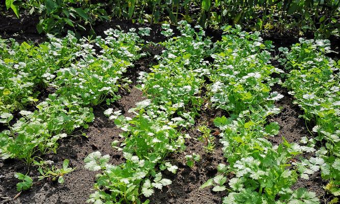 香菜种植指南（从种子到收获，让你成为香菜种植专家）