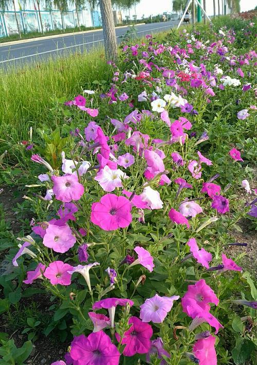 牵牛花的喜水习性（为何牵牛花喜欢水？水分对牵牛花的影响）