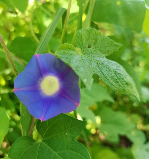 牵牛花的喜水习性（为何牵牛花喜欢水？水分对牵牛花的影响）