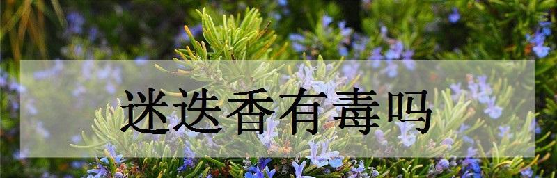 小心有毒的花！（了解这些有毒的花，保护你和家人的健康。）