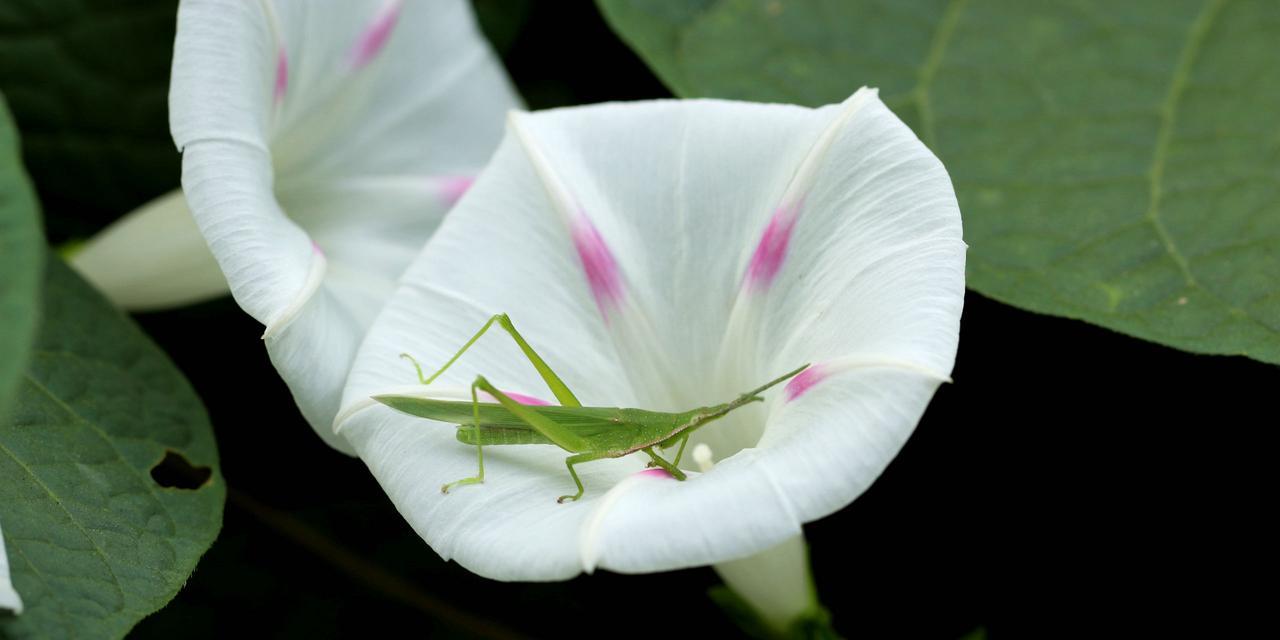 探秘牵牛花（神秘的“牛尾草”是如何迷倒人心的？）