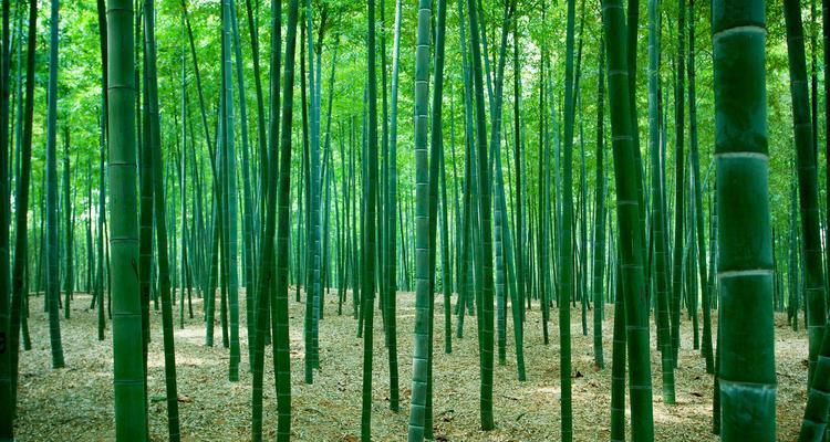 竹子之外——探秘与竹子相似的植物（植被中的竹林——探索竹子之外的绿色世界）