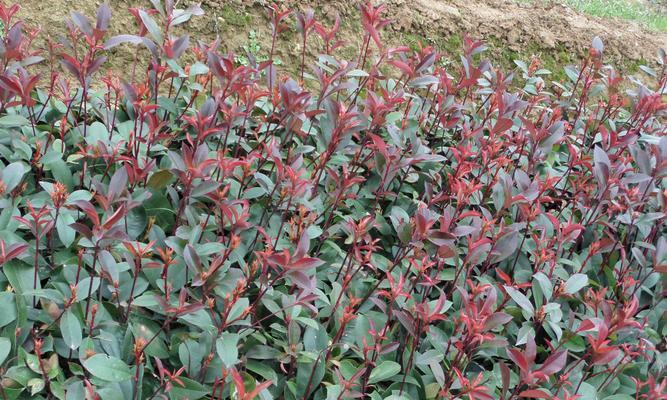 红叶石楠的适宜种植季节（春季或秋季种植均可，但春季更加适宜）