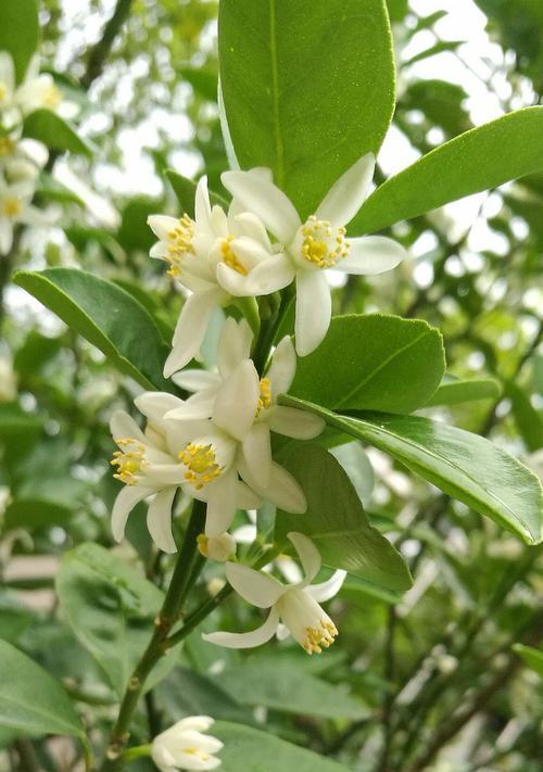 金枣花的养殖方法（从选地到管理，轻松打造美丽花园）