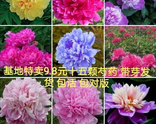 芍药种植与管理（打造优美芍药园，掌握科学种植技巧）