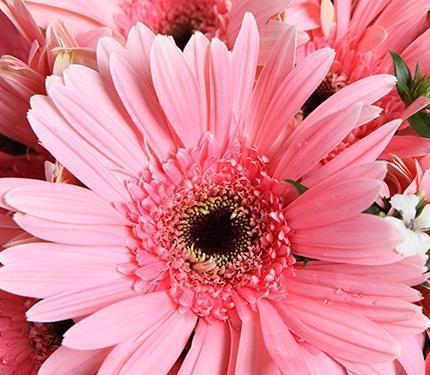 粉色菊花的花语（探究菊花的神秘之处，了解花开之间的情感纽带）
