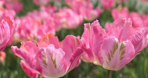 粉色郁金香的花语与寓意（探寻花卉中的情感语言，解析粉色郁金香的代表意义）