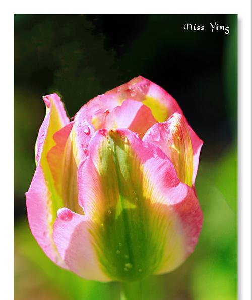 粉色郁金香的花语与寓意（探寻花卉中的情感语言，解析粉色郁金香的代表意义）