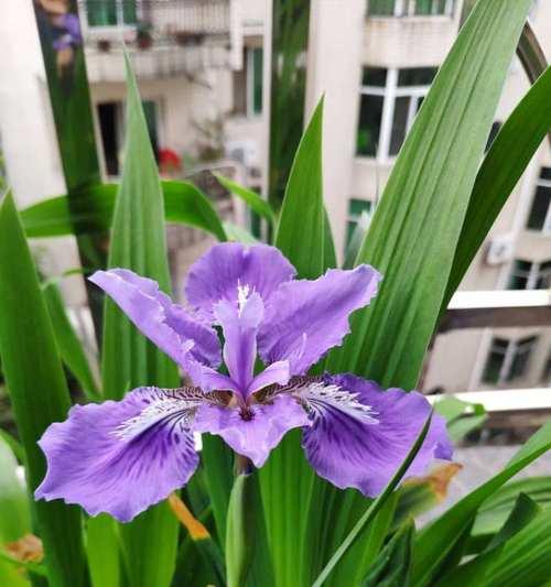 鸢尾花的花语是什么？（解读鸢尾花的寓意与象征）