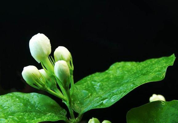 茉莉花的花语（探寻茉莉花背后的寓意）