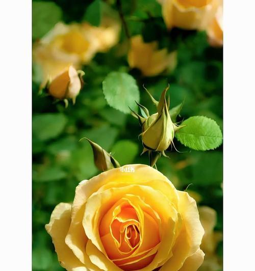 19朵黄玫瑰的代表意义（恋爱、友情、祝福，黄色花束适合送给哪些人？）