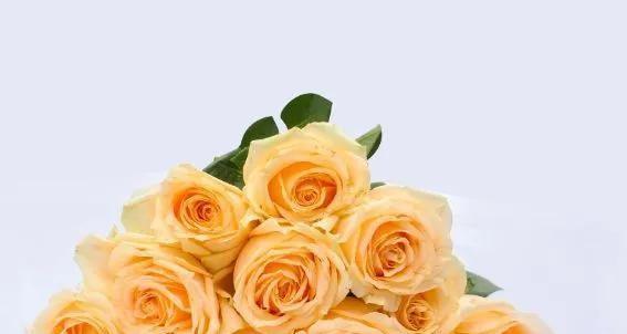 19朵黄玫瑰的代表意义（恋爱、友情、祝福，黄色花束适合送给哪些人？）