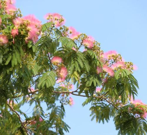 探秘合欢花的文化寓意（一朵芳香之花的多面性）