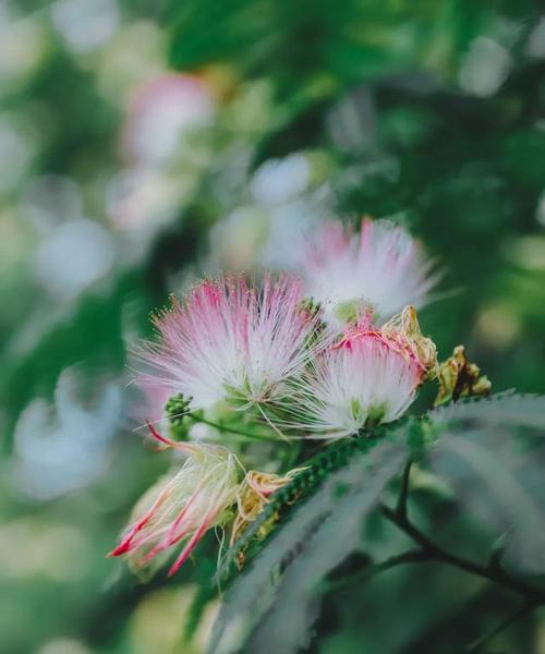 探秘合欢花的文化寓意（一朵芳香之花的多面性）