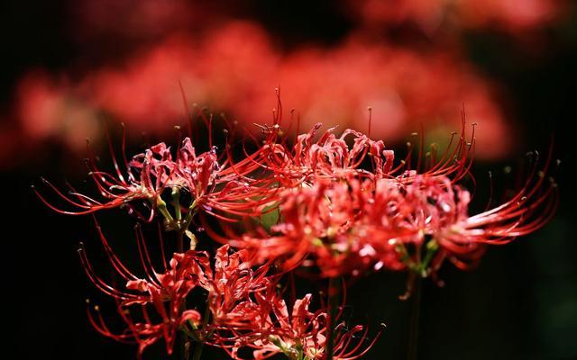 花开彼岸心意相连——探究彼岸花花语（探寻美丽与哀思的交织，感悟生命的意义）